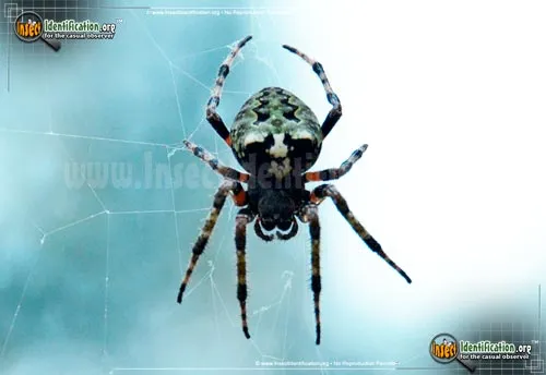Orb Weaver - photo 6