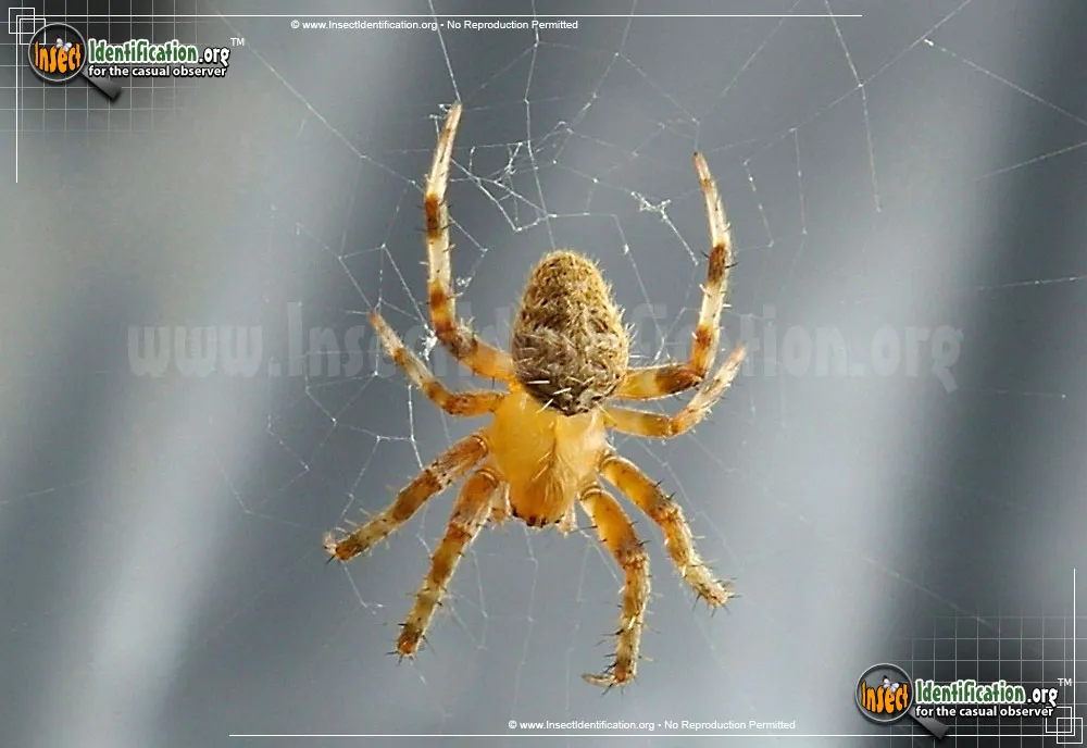 Orb Weaver - photo 7