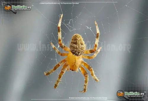 Orb Weaver - photo 8