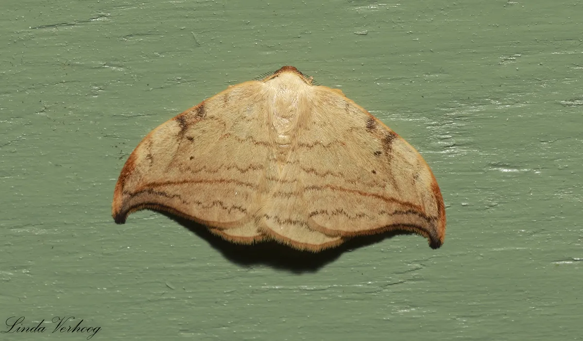 Arched Hooktip - photo 3