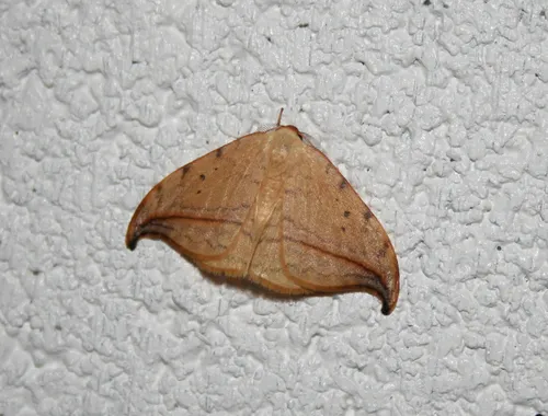 Arched Hooktip - photo 5