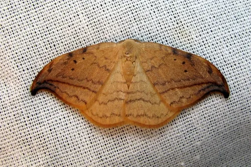 Arched Hooktip - photo 8