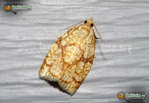 Archips Leafroller - photo 2