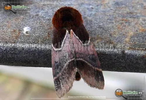 Arcigera Flower Moth - photo 2