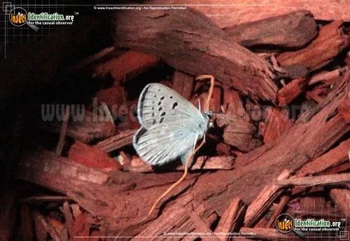 Arctic Blue Butterfly - photo 2