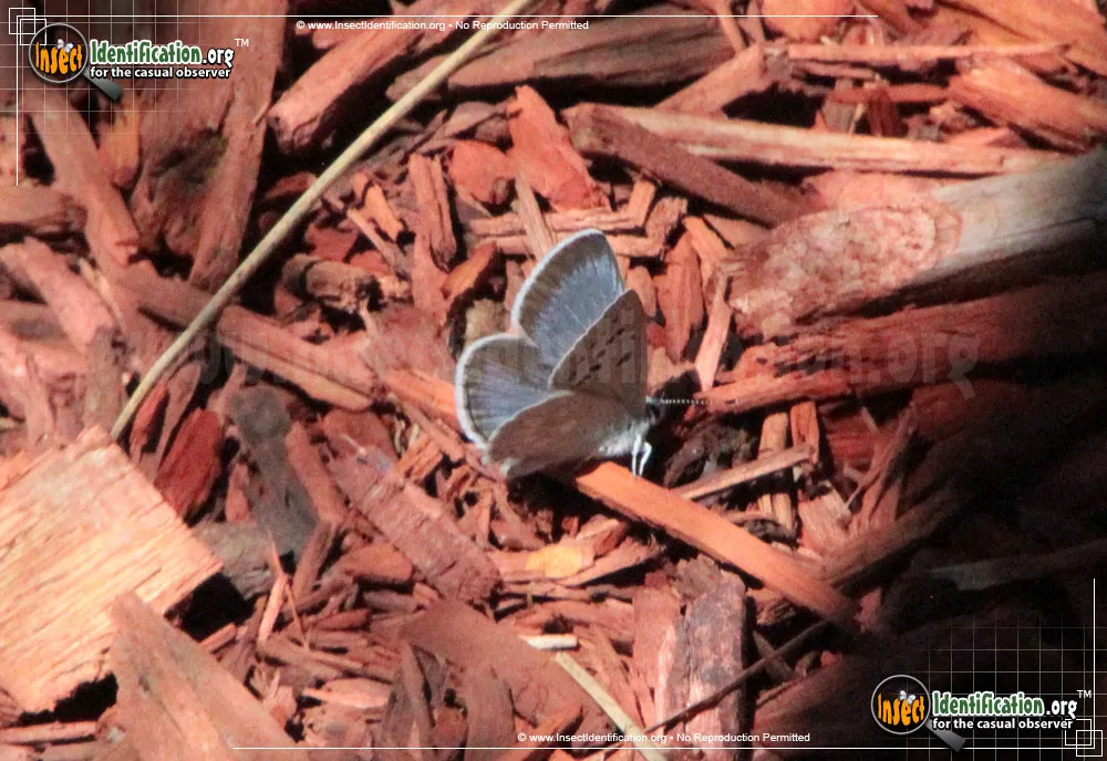 Arctic Blue Butterfly - photo 3