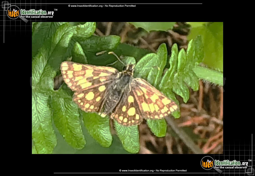 Arctic Skipper - Carterocephalus palaemon