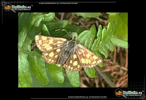 Arctic Skipper - photo 2