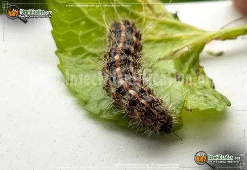 Arge Moth - photo 2