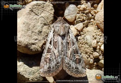 Army Cutworm Moth - photo 2