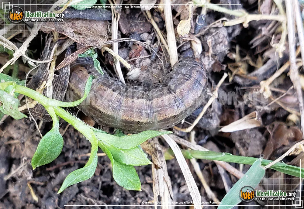 Army Cutworm Moth - photo 3