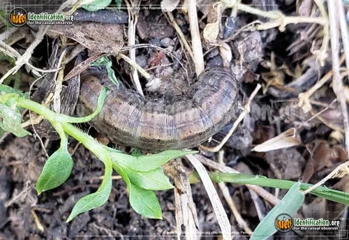 Army Cutworm Moth - photo 4