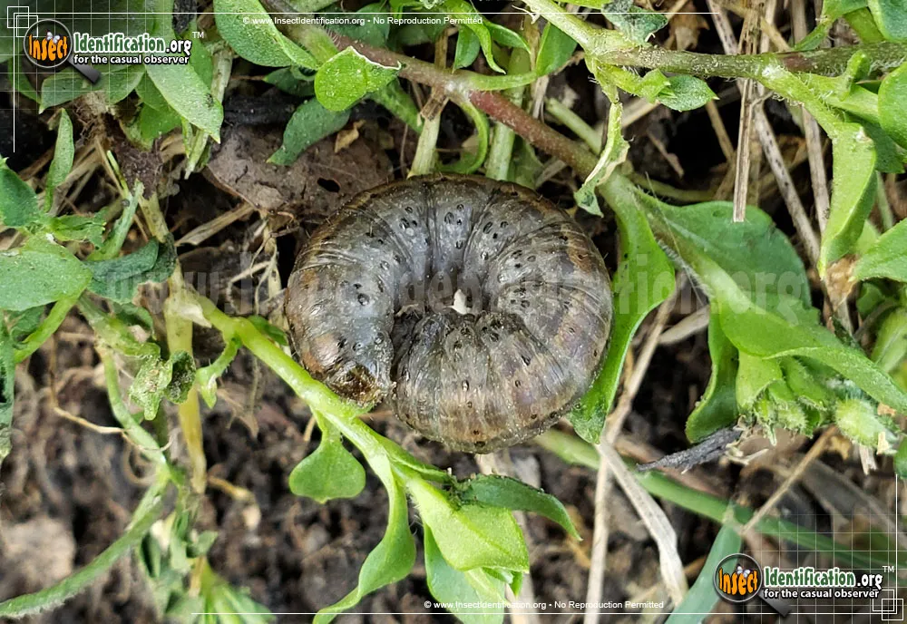 Army Cutworm Moth - photo 5