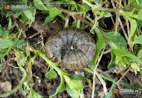 Army Cutworm Moth - photo 6