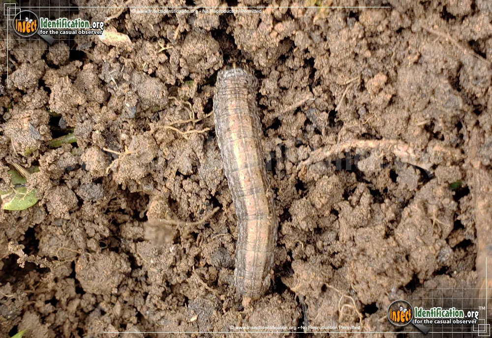 Army Cutworm Moth - photo 7