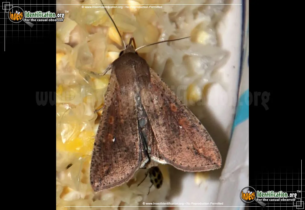 Armyworm Moth - photo 2
