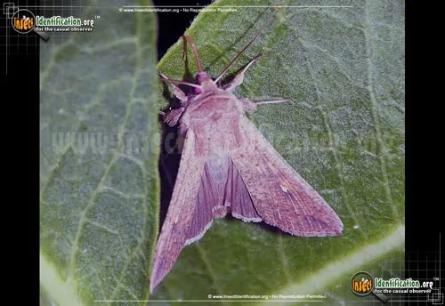 Armyworm Moth - photo 3