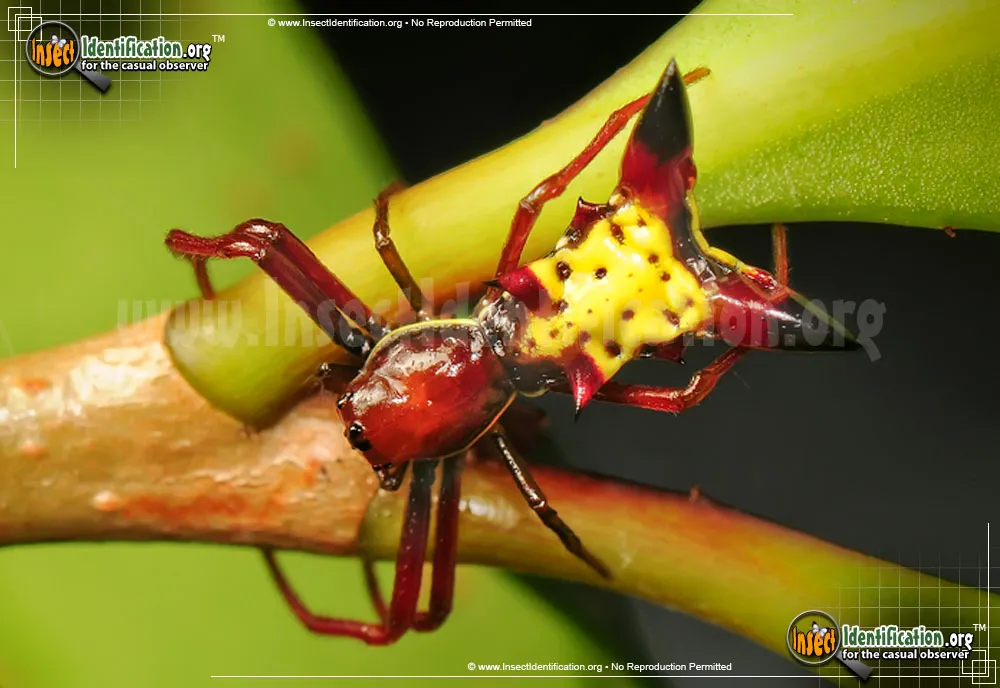 Arrow-shaped Micrathena Spider