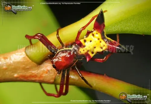 Arrow-shaped Micrathena Spider - photo 2