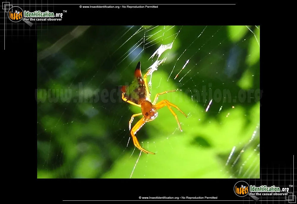 Arrow-shaped Micrathena Spider - photo 3