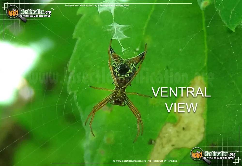 Arrow-shaped Micrathena Spider - photo 5