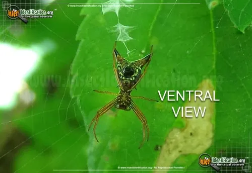 Arrow-shaped Micrathena Spider - photo 6