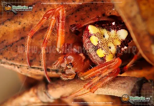 Arrowhead Orb Weaver - photo 2