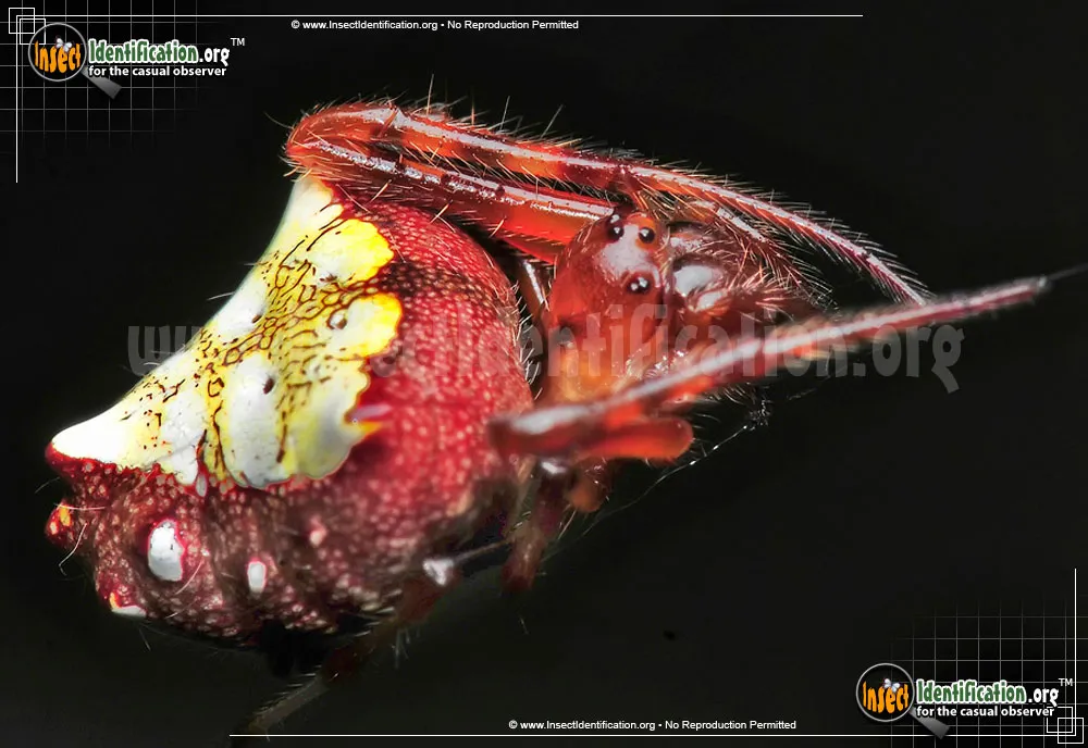 Arrowhead Orb Weaver - photo 3