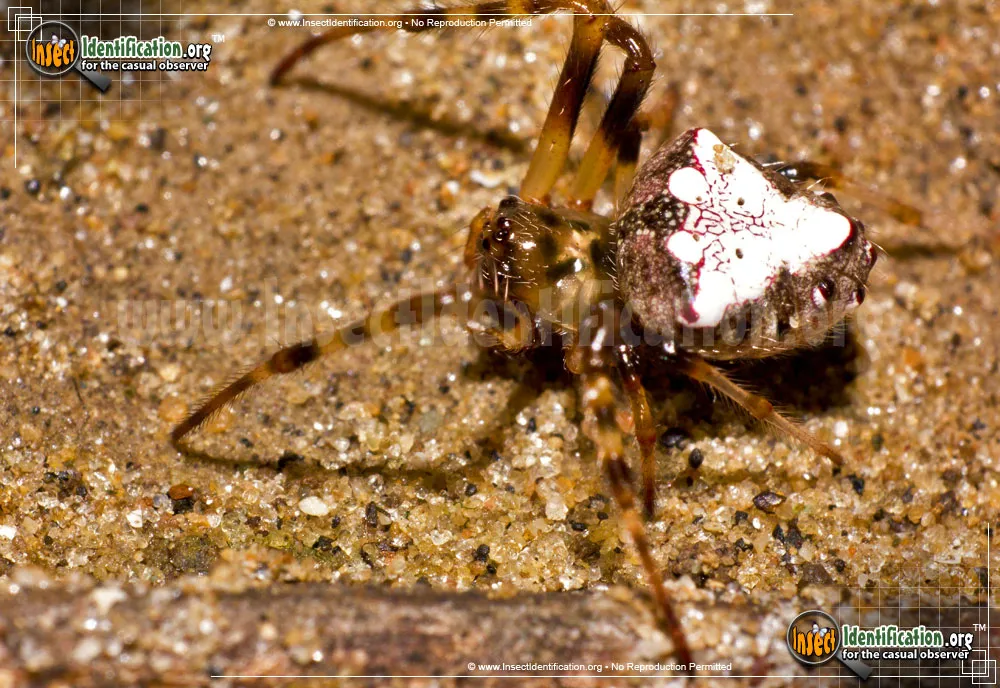 Arrowhead Orb Weaver - photo 5
