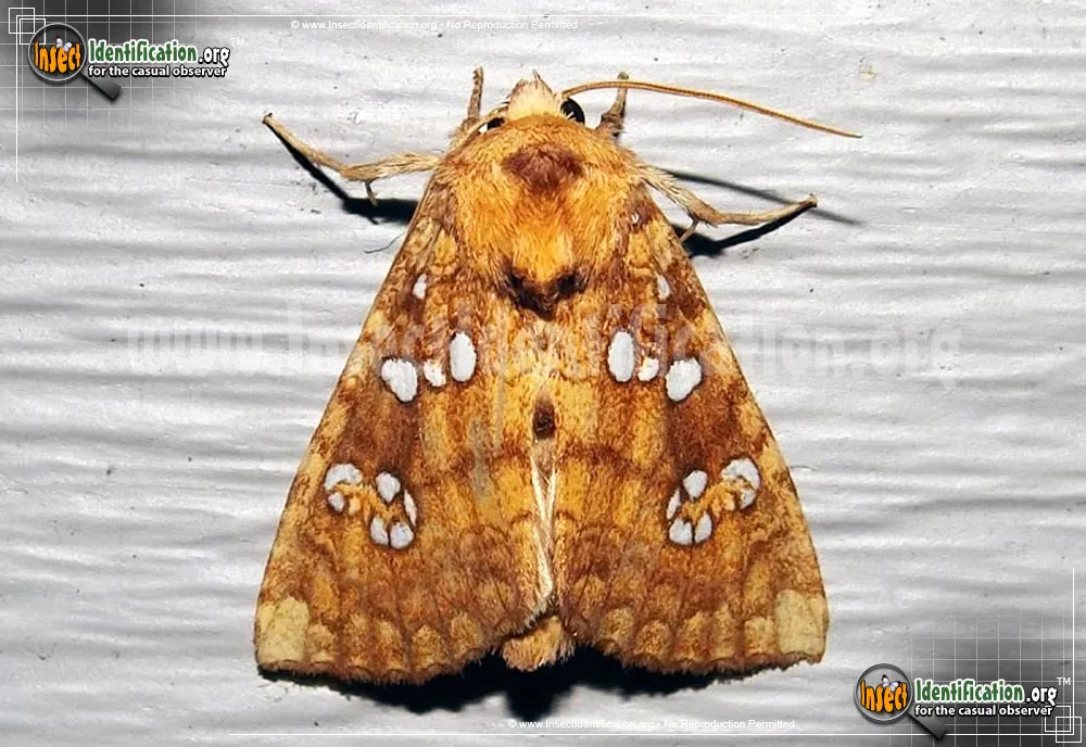 Ash-tip Borer Moth - Papaipema furcata