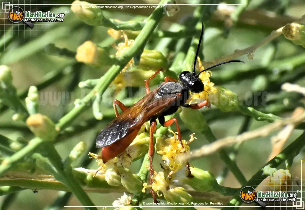 Ashmead's Digger Wasp