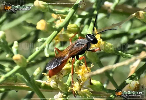 Ashmead's Digger Wasp - photo 2