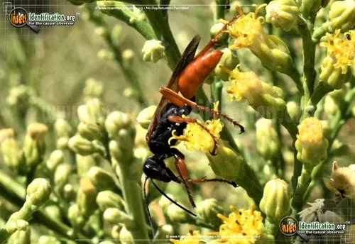 Ashmead's Digger Wasp - photo 4