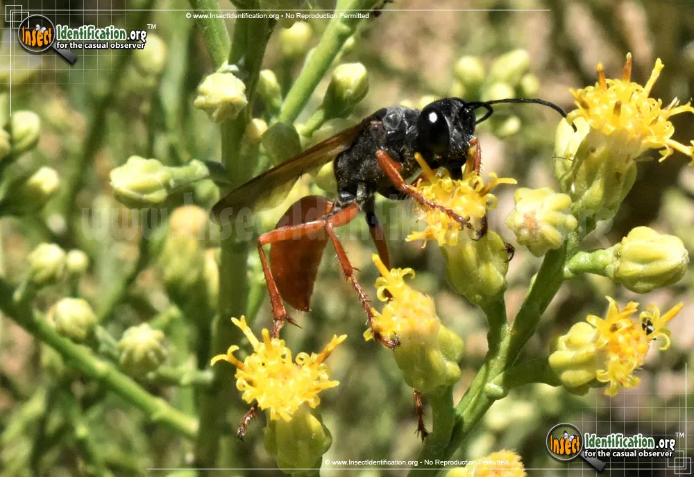 Ashmead's Digger Wasp - photo 5
