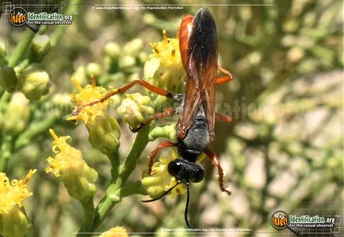 Ashmead's Digger Wasp - photo 8