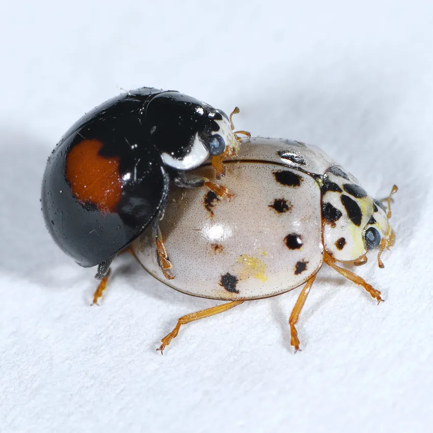 Ashy Gray Lady Beetle - photo 2