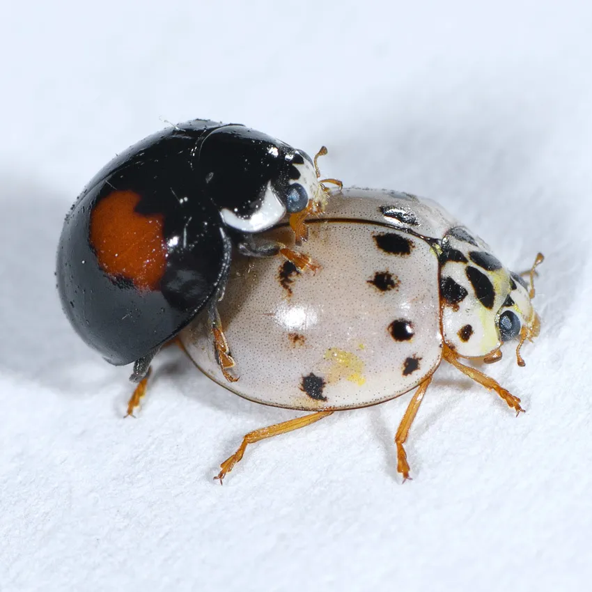 Ashy Gray Lady Beetle - photo 3