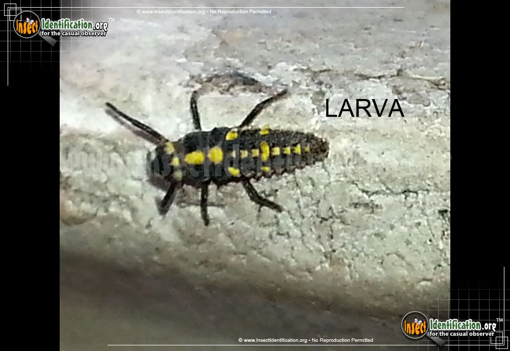 Ashy Gray Lady Beetle - photo 4