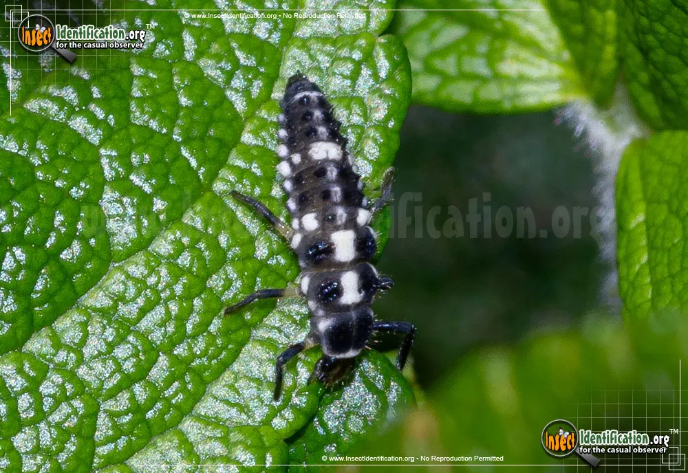 Ashy Gray Lady Beetle - photo 5