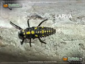 Ashy Gray Lady Beetle - photo 6
