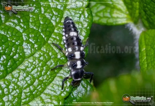 Ashy Gray Lady Beetle - photo 7