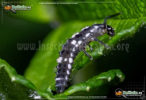 Ashy Gray Lady Beetle - photo 8