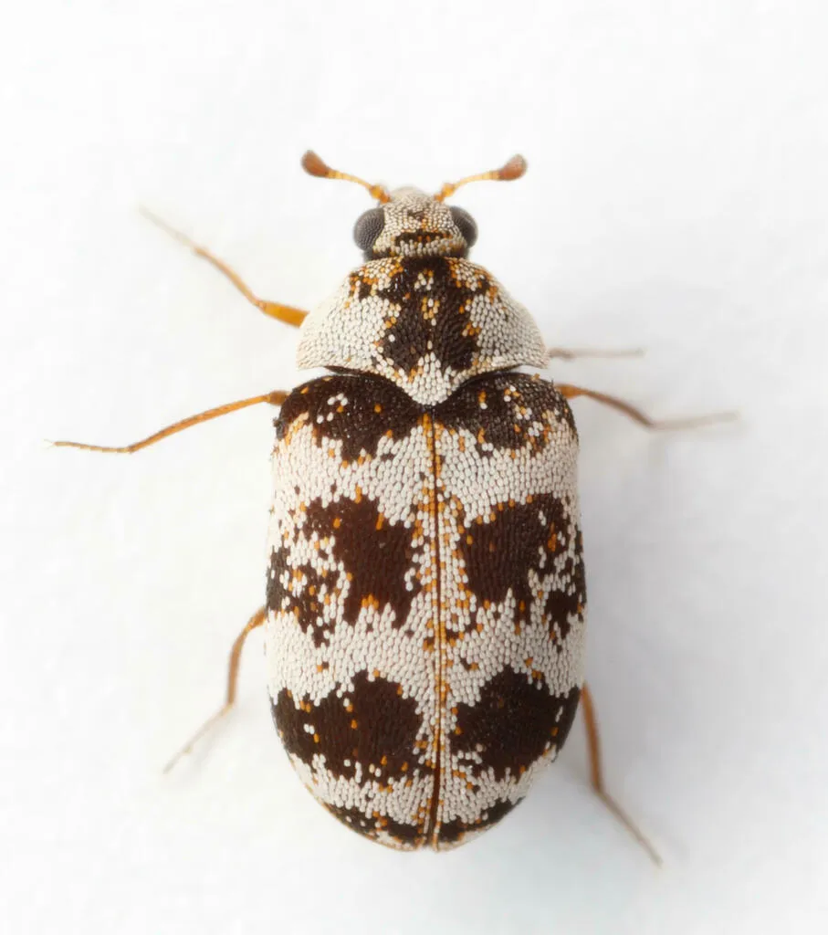 Asian Carpet Beetle - photo 2