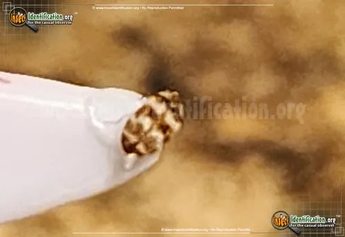 Asian Carpet Beetle - photo 4