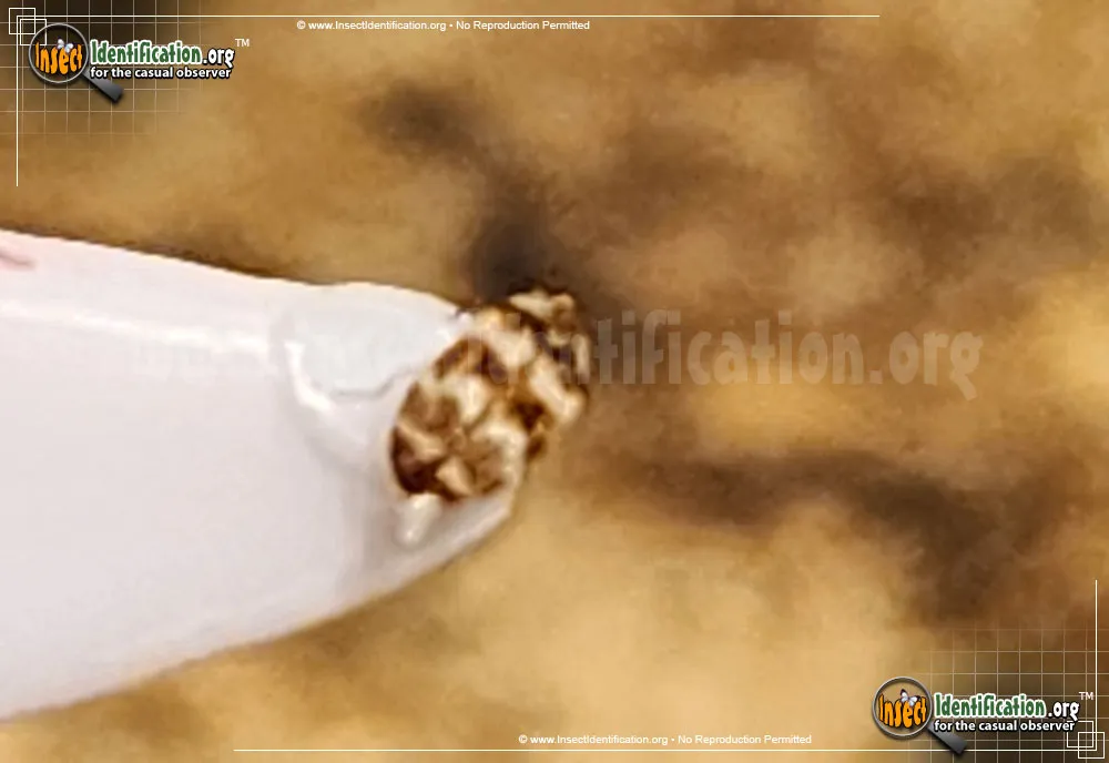 Asian Carpet Beetle - photo 5