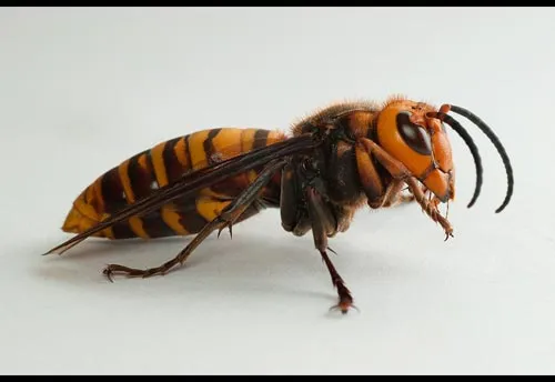 Asian Giant Hornet - photo 2
