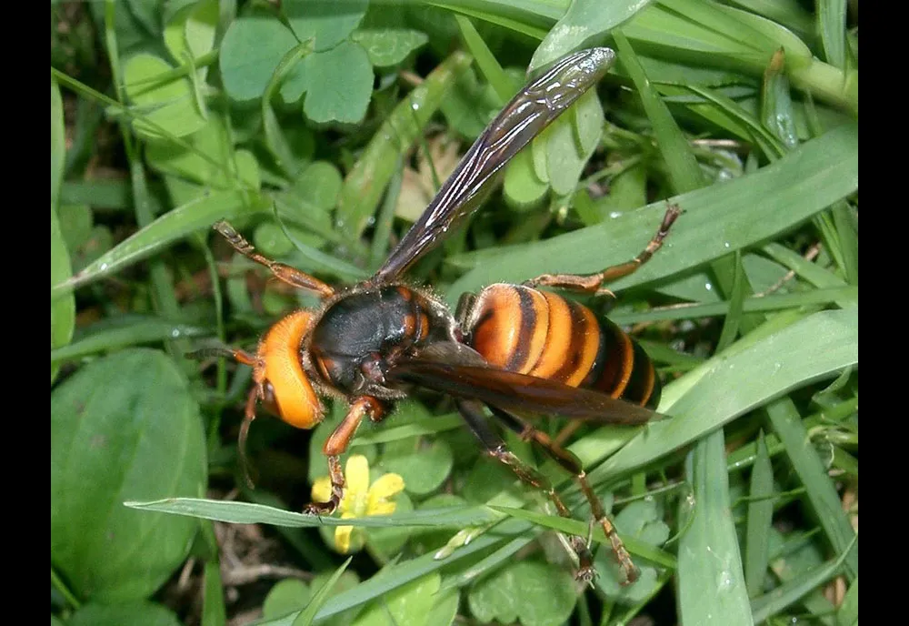 Asian Giant Hornet - photo 3