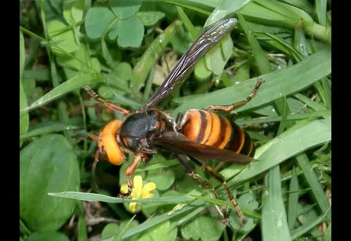 Asian Giant Hornet - photo 4