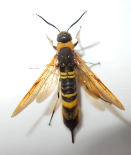 Asian Horntail