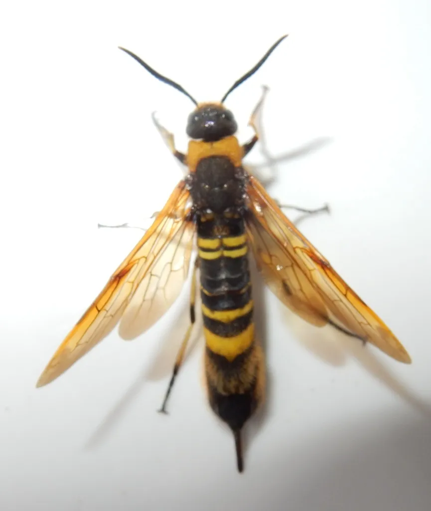 Asian Horntail - photo 2